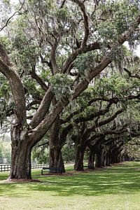 Old oaks with Spanish moss in Charleston America
