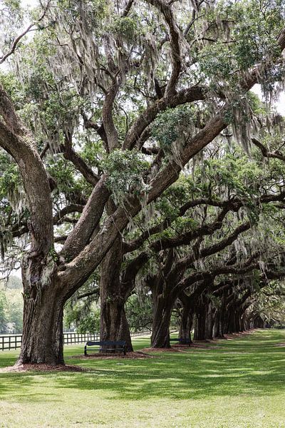 Alte Eichen mit spanischem Moos in Charleston Amerika von Amber den Oudsten
