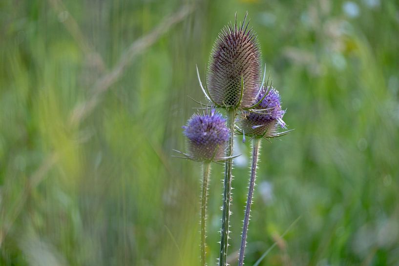 Blumen von Maaike Krimpenfort