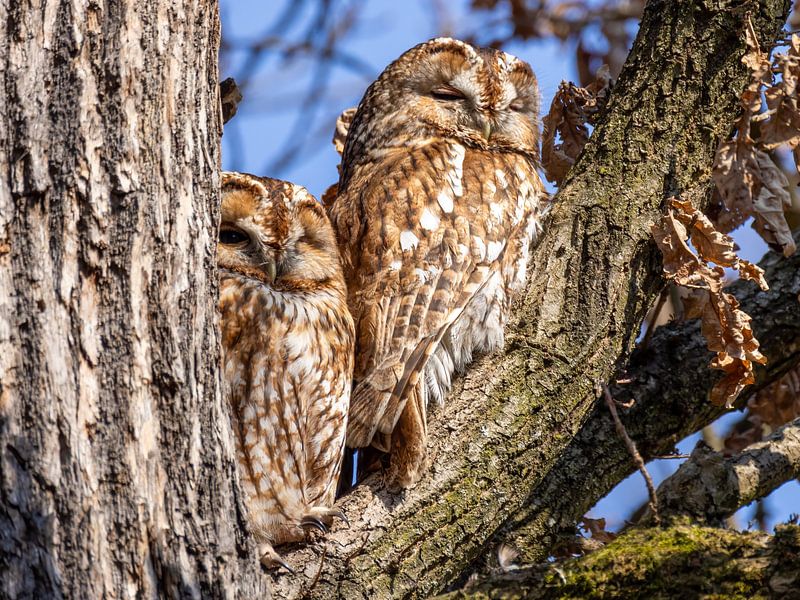 Two tawny owls in a tree by Manuel Weiter