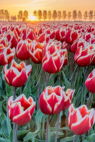 into the tulips