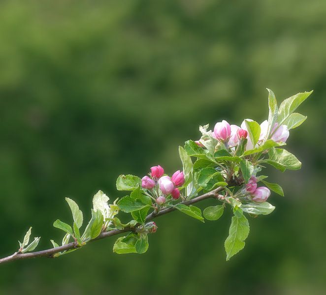 Frühling am Niederrhein von Peter Eckert