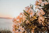 flowers with sunset summer fibe