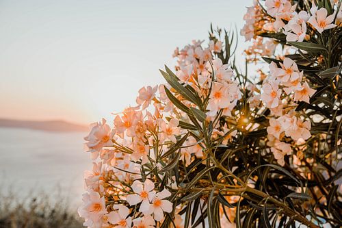 fleurs avec coucher de soleil fibre d'été