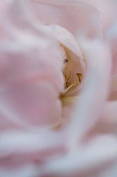 Roos, roze van Carolina D'Andrea