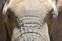 Elefant aus nächster Nähe