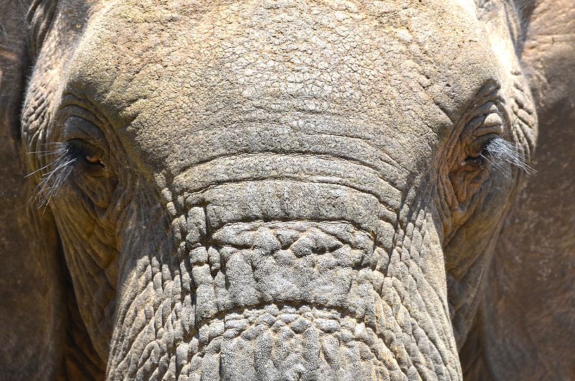 Elefant aus nächster Nähe von Herman van Egmond