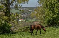 Paard in de wei op de heuvels rond Epen in Zuid-Limburg van John Kreukniet thumbnail