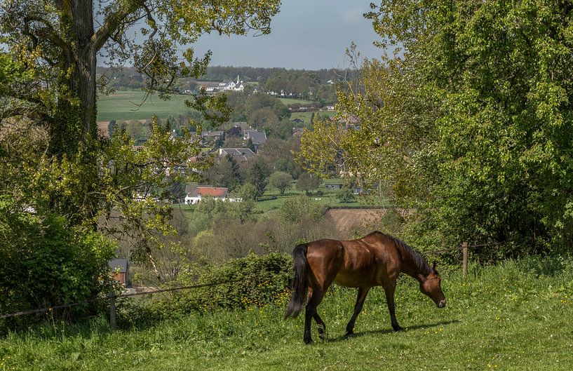 Paard in de wei op de heuvels rond Epen in Zuid-Limburg van John Kreukniet