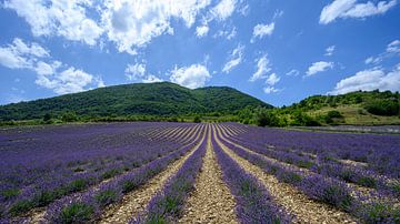 Lavendelveld in Drôme Provençale Frankrijk van Peter Bartelings