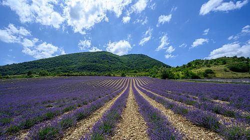 Lavendelveld in Drôme Provençale Frankrijk