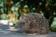 Cute Hedgehog in green nature by Claudia Evans thumbnail