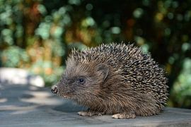 Ein Igel in der grünen Natur