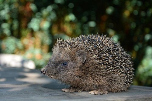 Een egel