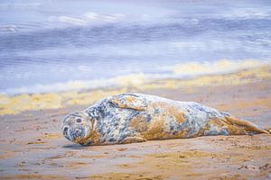 Phoque sur la plage