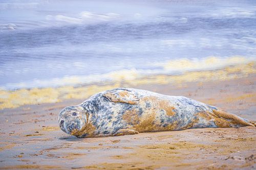 Phoque sur la plage sur Yanuschka | Fotografie Noordwijk
