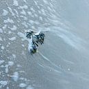 seaweed by Ria Bloemendaal thumbnail