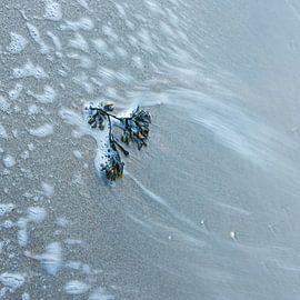 seaweed by Ria Bloemendaal