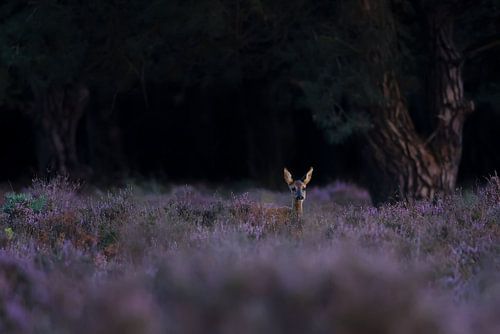 Des cerfs dans la lande