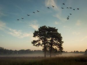 Wie die Vögel fliegen