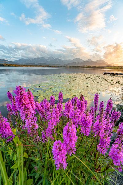 Flowery view over the Hopensee to the East Allgäu Alps by Leo Schindzielorz