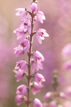 rural photo of heather flowers | macro photo | fine art nature photography by Karijn | Fine art Natuur en Reis Fotografie