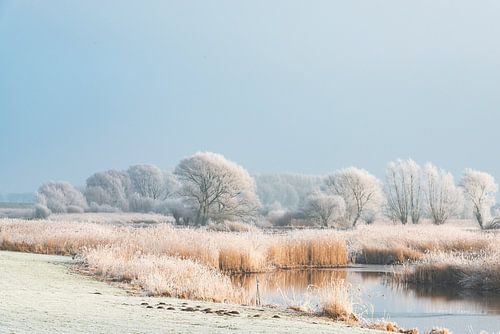 Paysage hivernal dans le delta de la rivière IJssel près de Kampen sur Sjoerd van der Wal Photographie