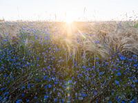 korenbloemen en koren op het veld in tegenlicht