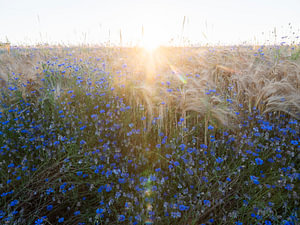 korenbloemen en koren op het veld in tegenlicht