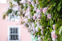 Roze rozenstuik voor roze huis in Londen