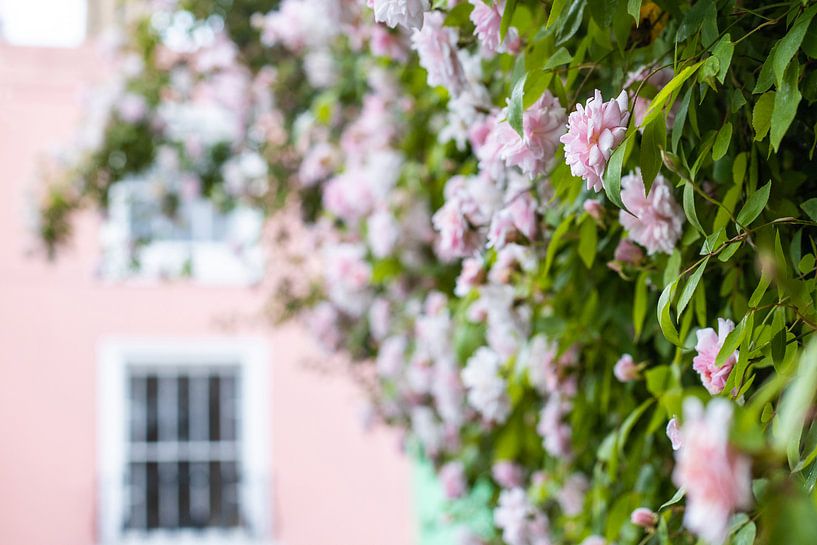 Pink rosebud for pink house by Angeline Dobber