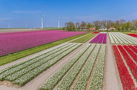 Tulpenfeld bei einem Bauernhof im Noordoostpolder von Marc Venema