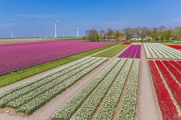 Tulip field near a farm in the Noordoostpolder by Marc Venema