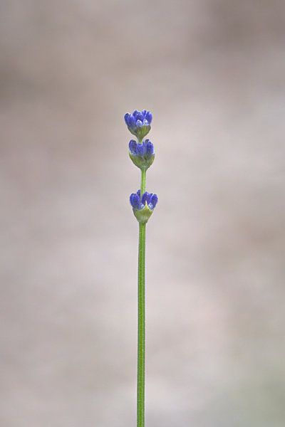 Lavender's Blue. by Pieter van Roijen