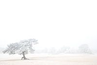 Witte Wereld 1