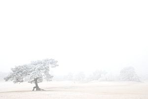 Monde blanc 1
