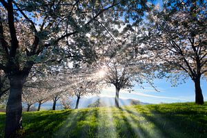 Kirschblüten im Eggener Tal von Jürgen Wiesler