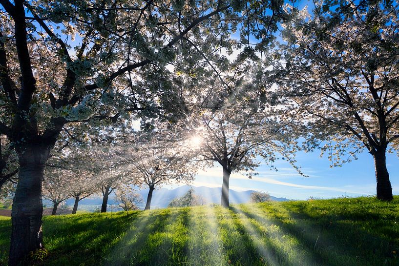 Cherry blossoms in the Eggen Valley by Jürgen Wiesler