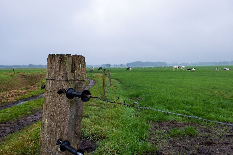 Scheuchdraht zur Weide mit Kühen von Lucas Planting