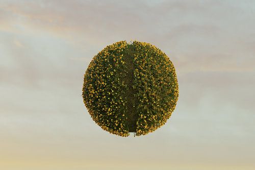 Bolvormig zonnebloemveld met pad in het midden