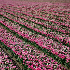 Diagonale Tulpen von Frank's Awesome Travels