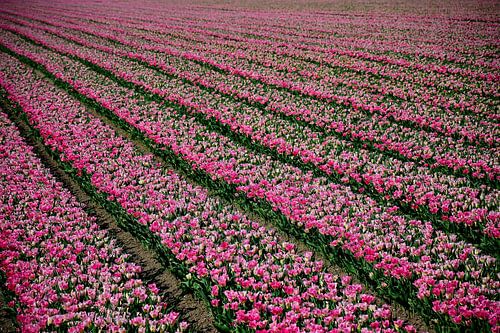 Diagonale tulpen