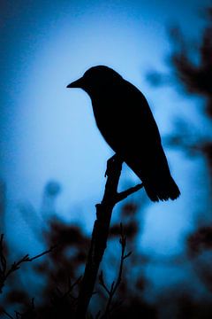 Jackdaw in winter