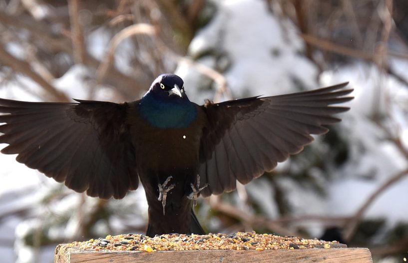 A bronze grackle at the feeder by Claude Laprise