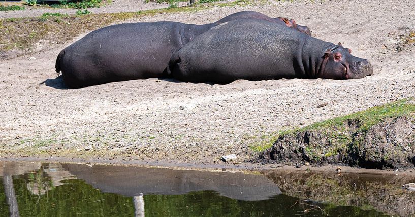 Nijlpaarden liggen en rusten uit bij het water op een zonnige dag van JGL Market
