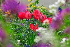 Des tulipes rouges dans mon jardin printanier