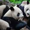 Hongerige reuzen panda's ( pandaberen ) van Chihong