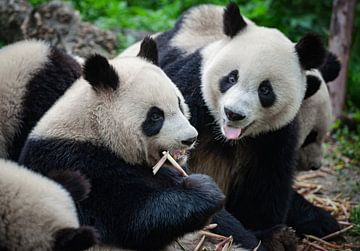 Pandas géants affamés (pandas) sur Chihong
