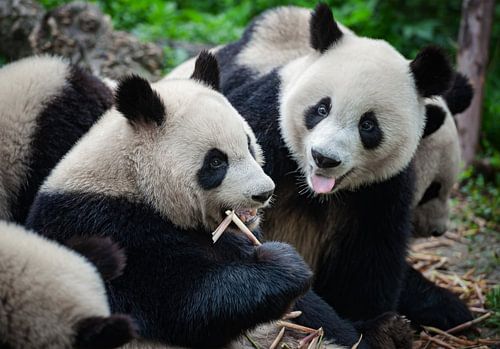 Hungry giant pandas ( panda bears )