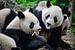 Hongerige reuzen panda's ( pandaberen ) van Chihong